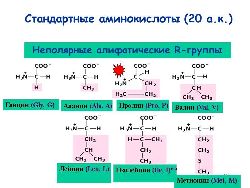 12 Стандартные аминокислоты (20 а.к.) Глицин (Gly, G) Аланин (Ala, A) Пролин (Pro, P)